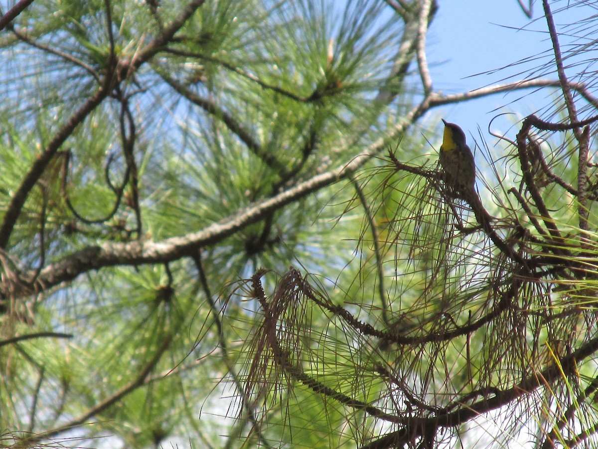 Olive-capped Warbler - ML618375262