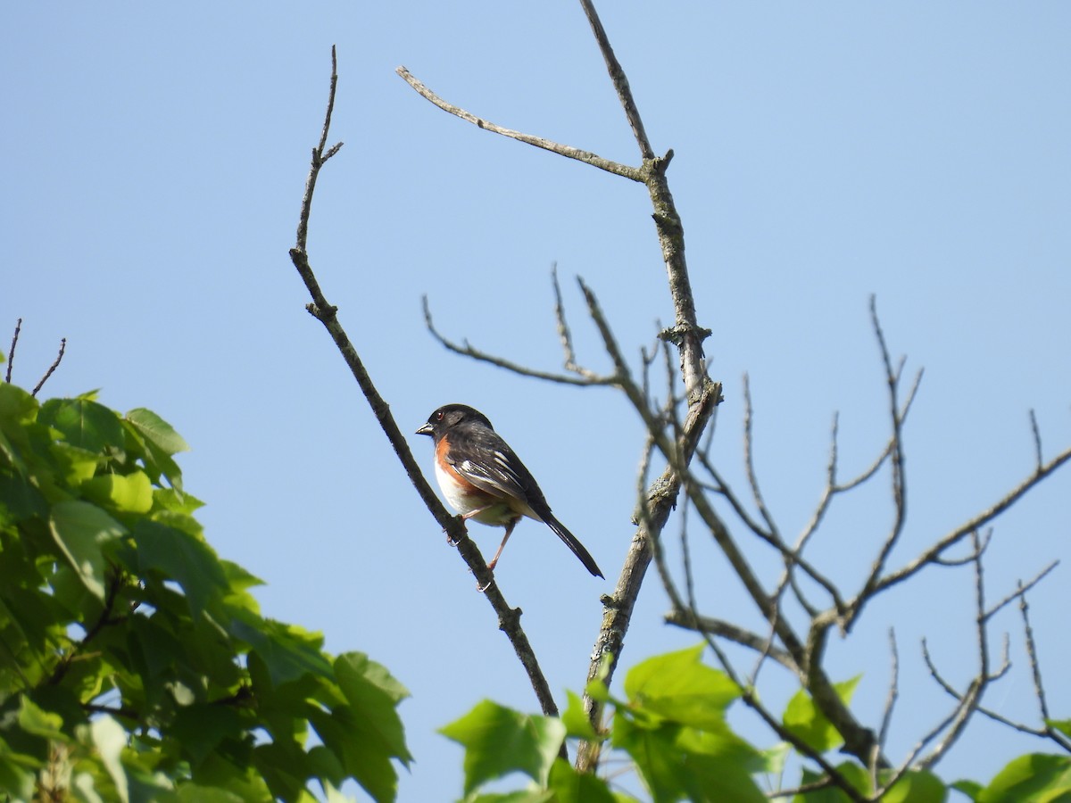 Eastern Towhee - Cynthia Nickerson