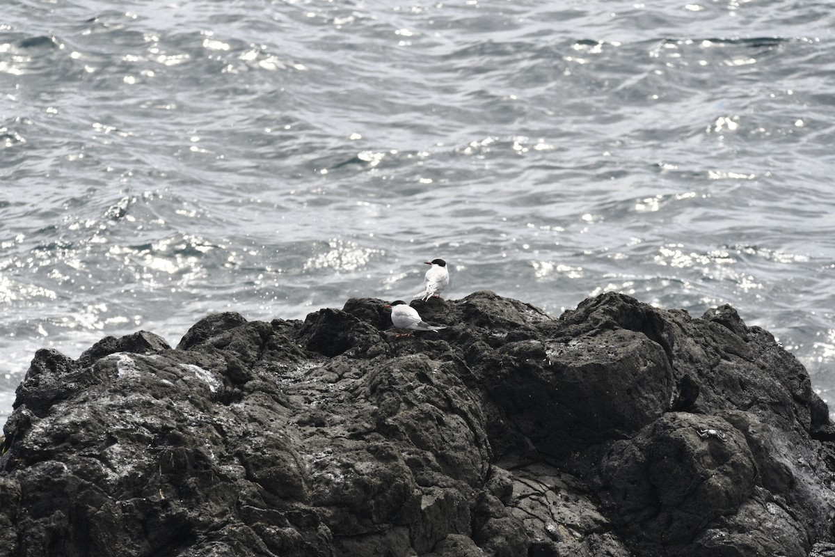 Roseate Tern - Joana Araújo