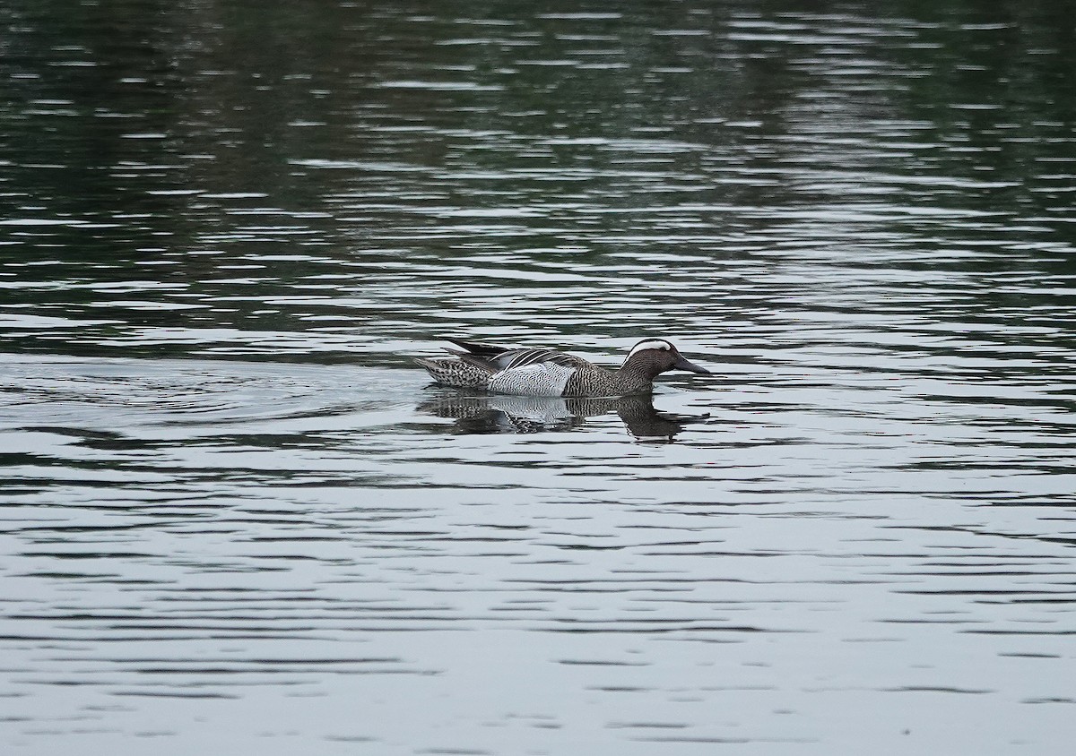 Garganey - Simon Warford