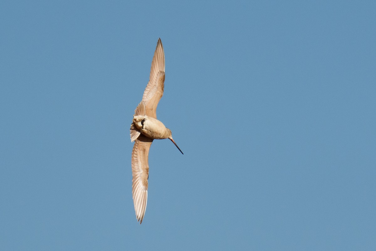 Marbled Godwit - Linda Chittum