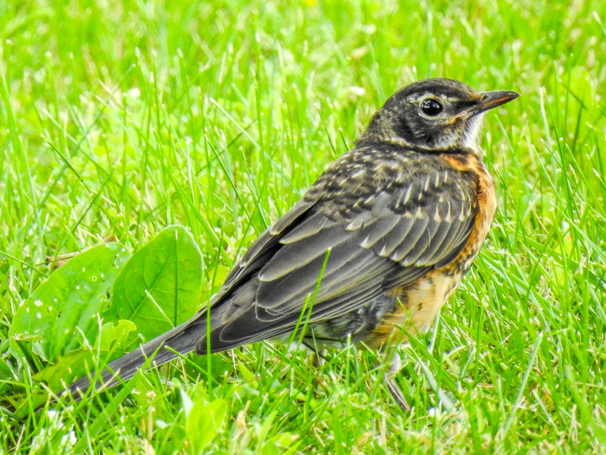 American Robin - ML61837531