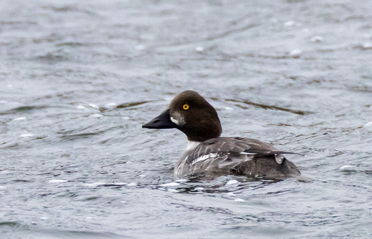 Common Goldeneye - John Alexander