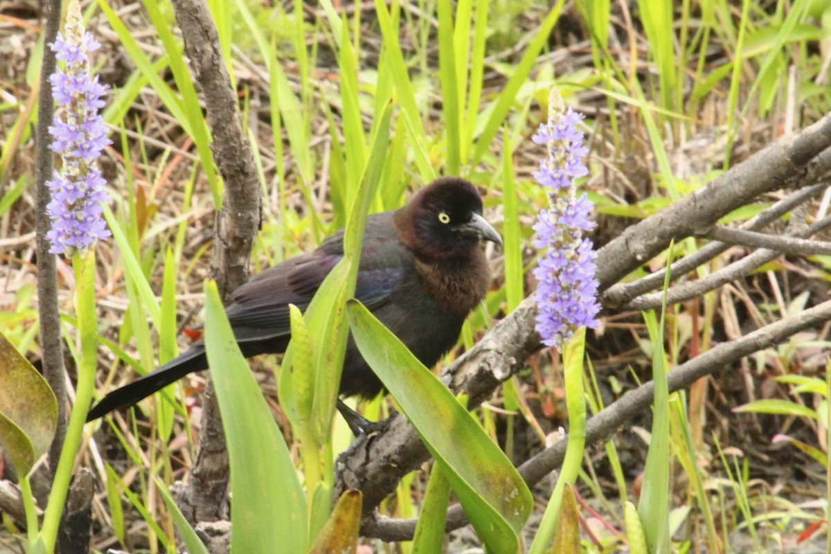 Common Grackle (Florida) - ML618375326