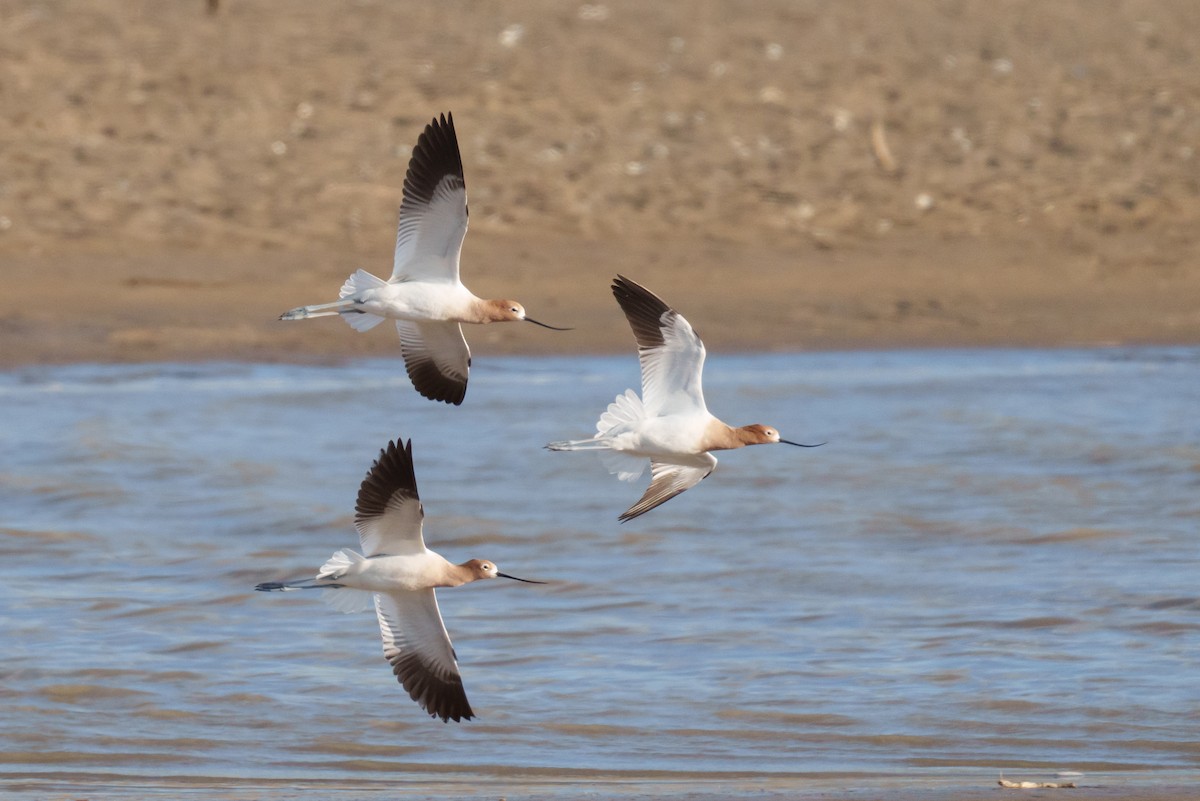 American Avocet - Linda Chittum