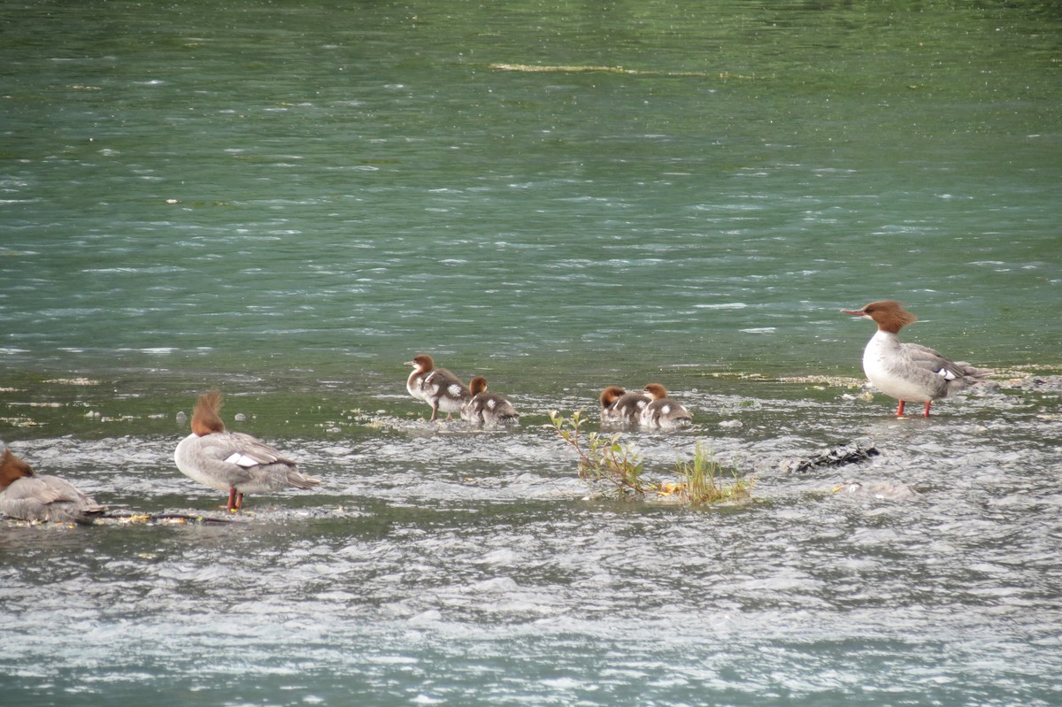 Common Merganser - ML618375335