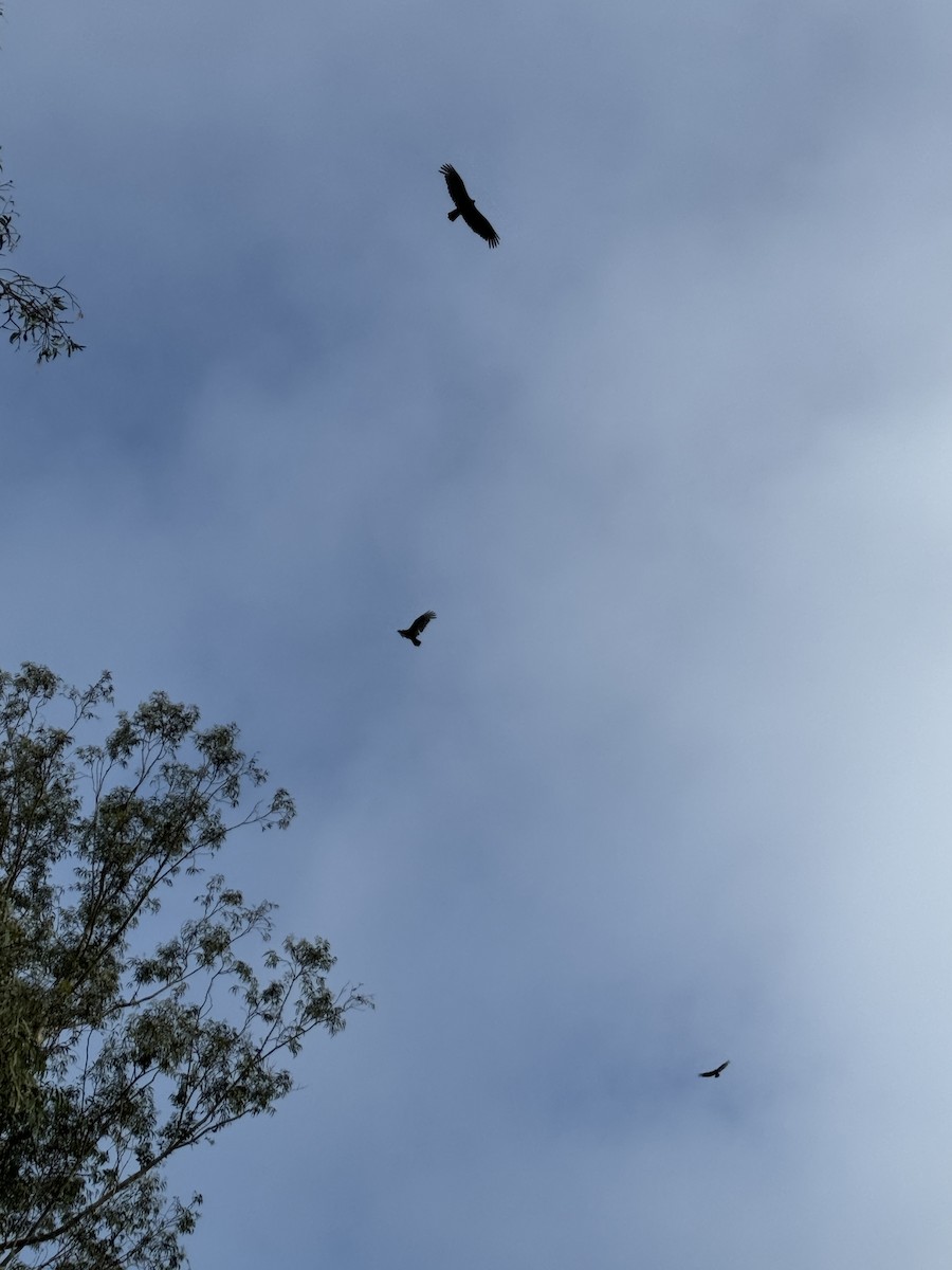 Turkey Vulture - ML618375347