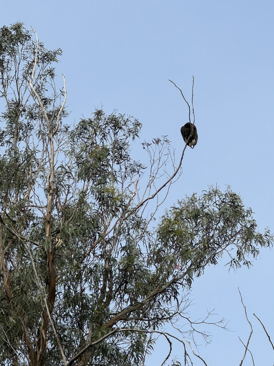 Turkey Vulture - ML618375348