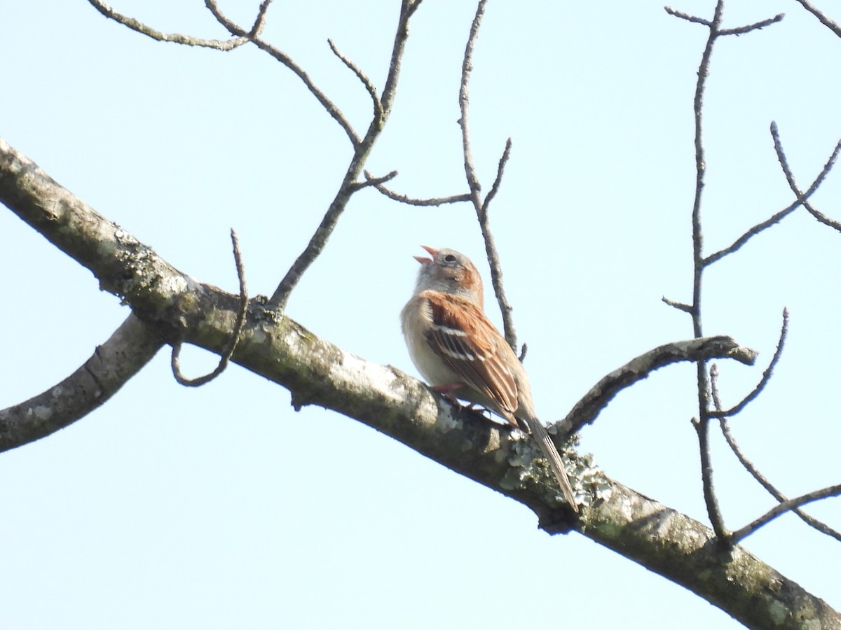 Field Sparrow - ML618375372