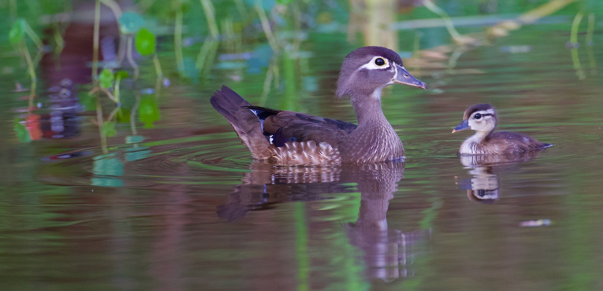 Wood Duck - ML618375387