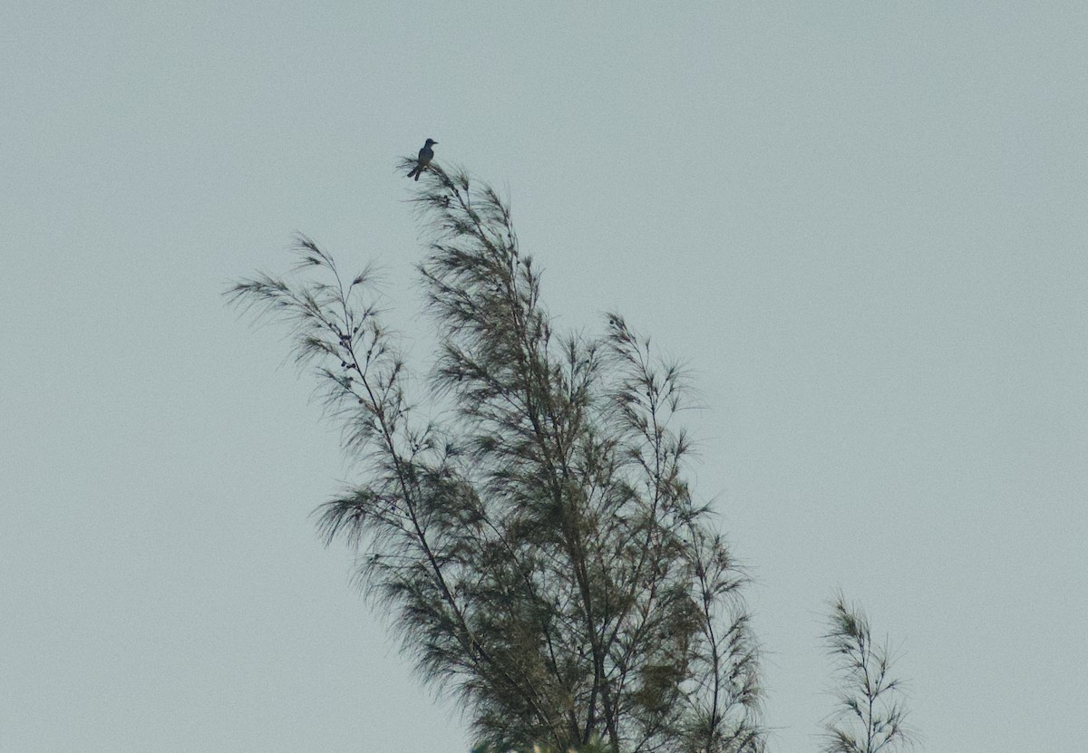 Scissor-tailed Flycatcher - Anne Inga