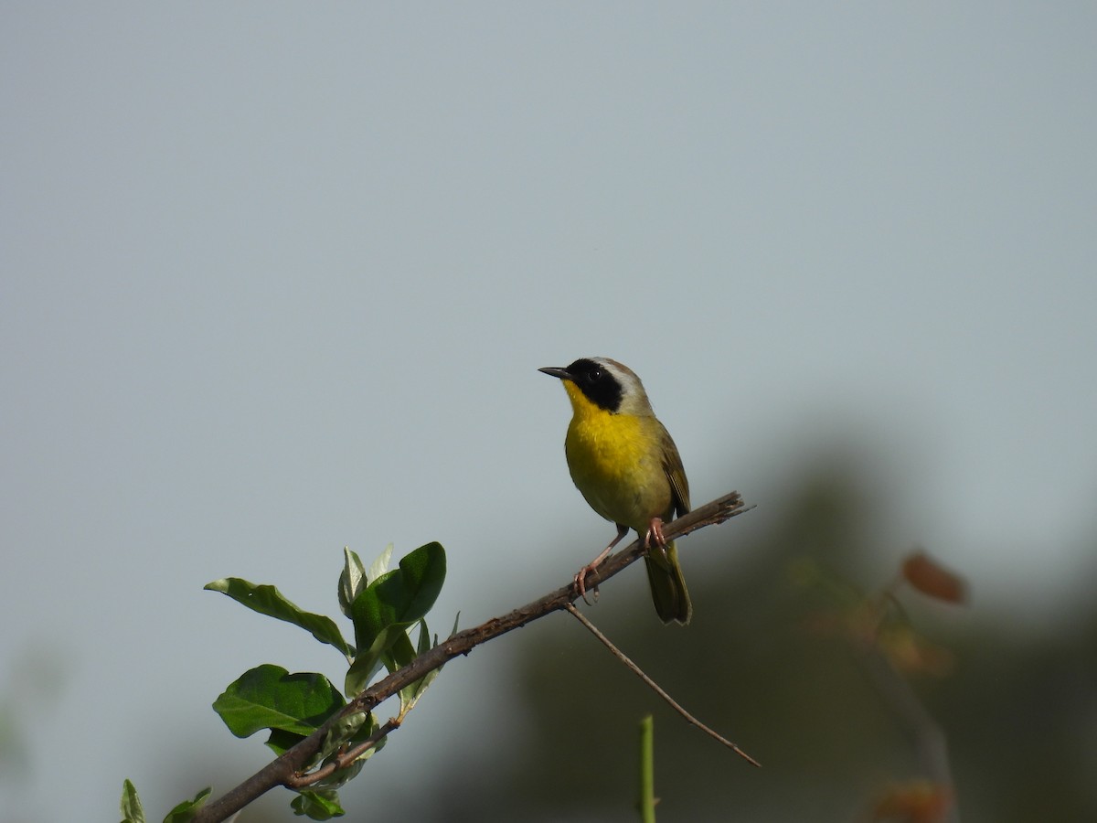 Common Yellowthroat - ML618375402