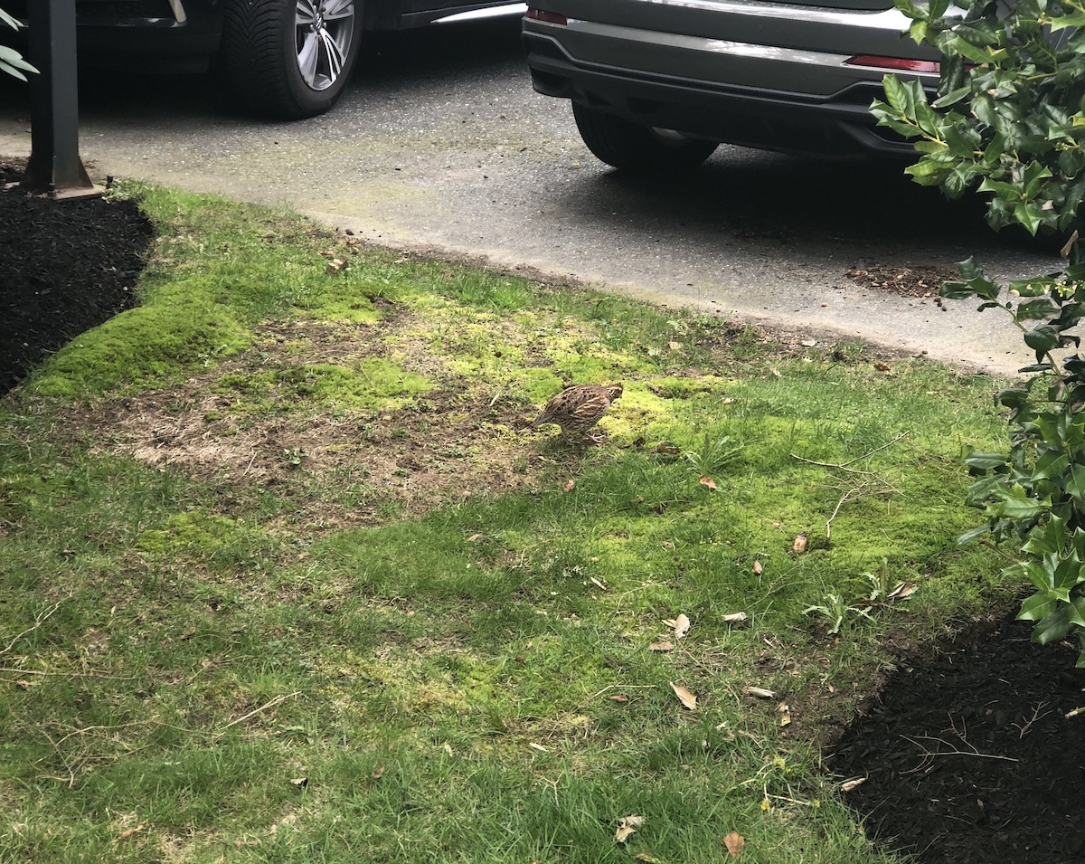 Northern Bobwhite - ML618375447