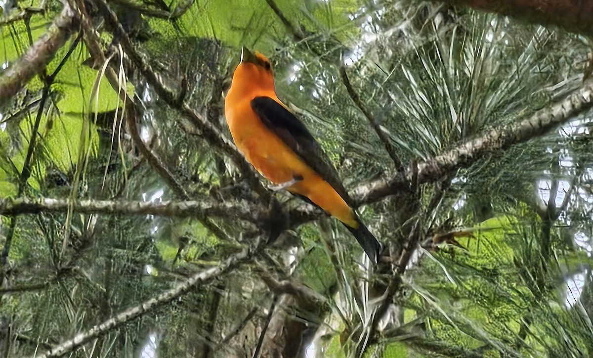 Scarlet Tanager - ML618375466