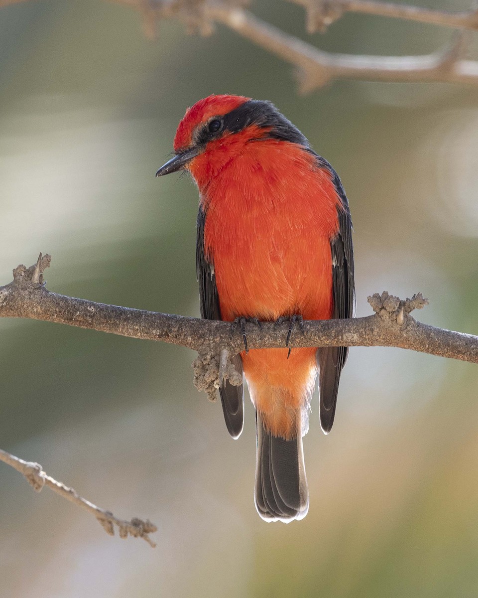 Vermilion Flycatcher - VERONICA ARAYA GARCIA