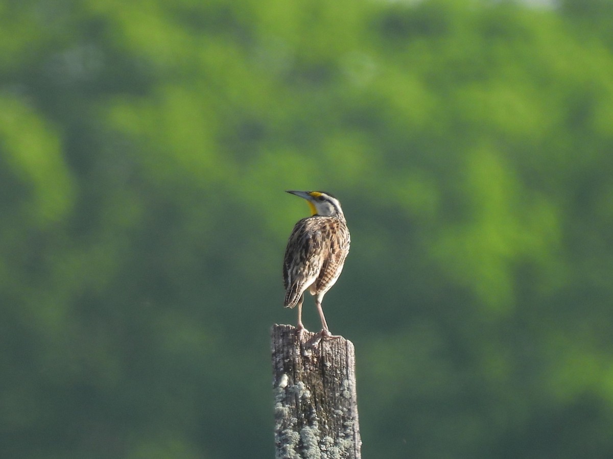 Eastern Meadowlark - Cynthia Nickerson