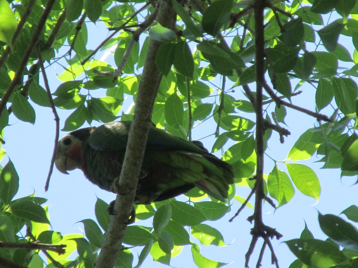 Kubaamazone (leucocephala) - ML618375483