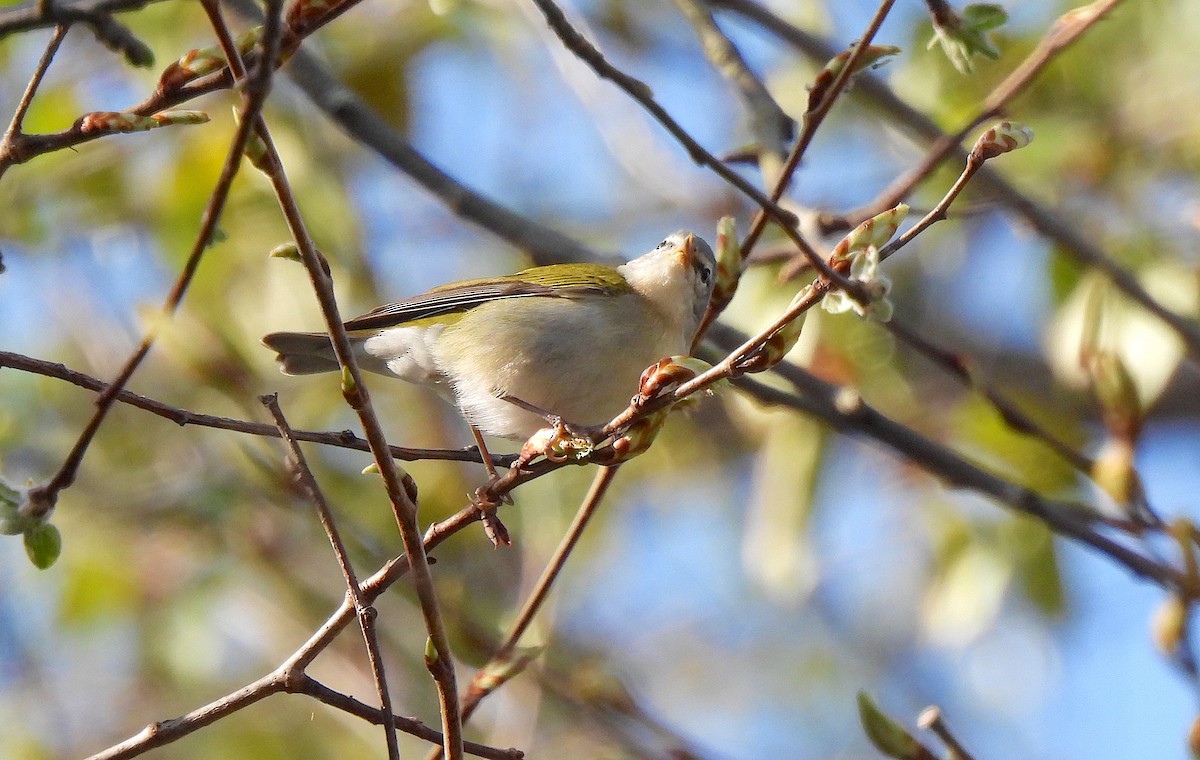 Tennessee Warbler - Dianne Croteau- Richard Brault