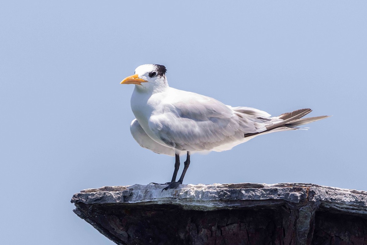 Royal Tern - ML618375571