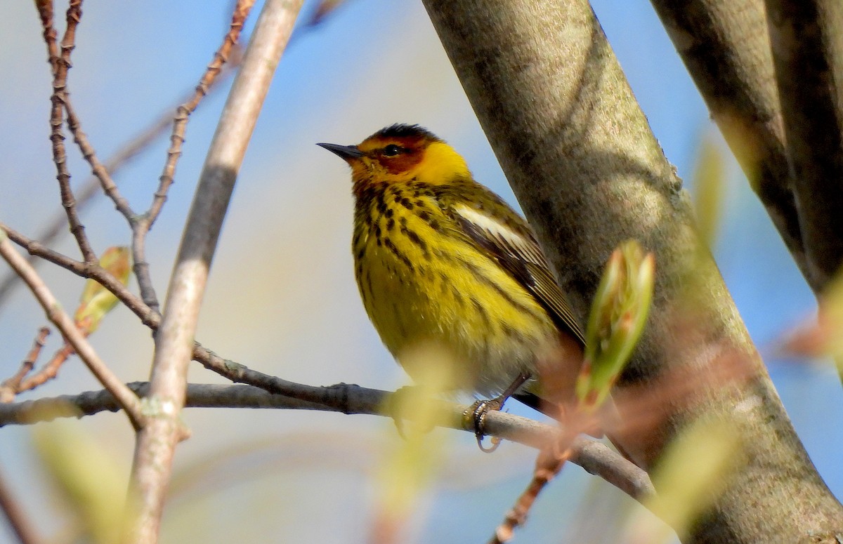 Cape May Warbler - Dianne Croteau- Richard Brault