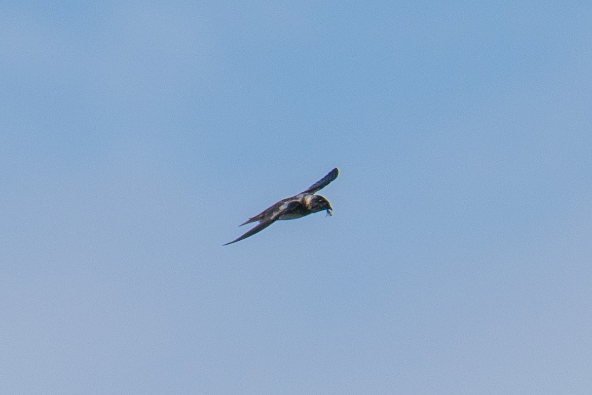 Purple Martin - ML618375615