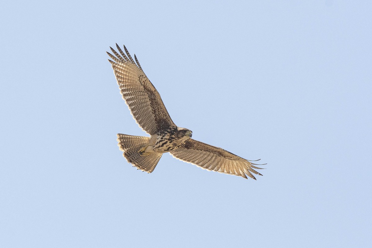 Harris's Hawk - ML618375621