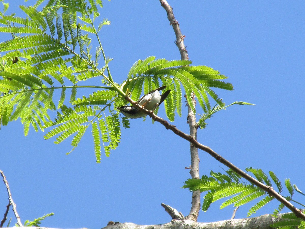 Blackpoll Warbler - Carlos Hernández Peraza