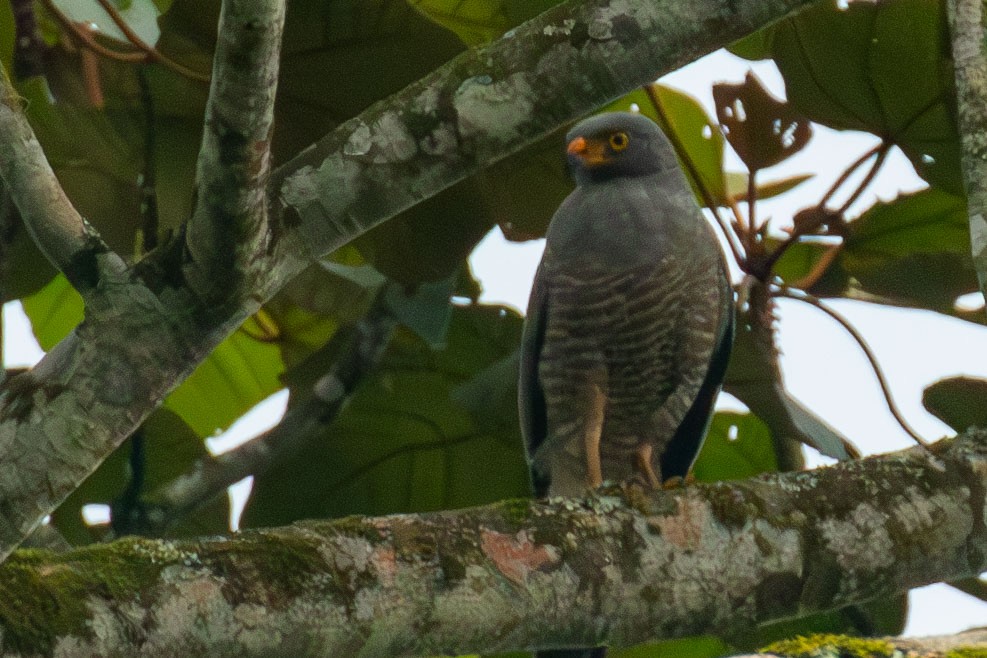 Roadside Hawk - Celesta von Chamier