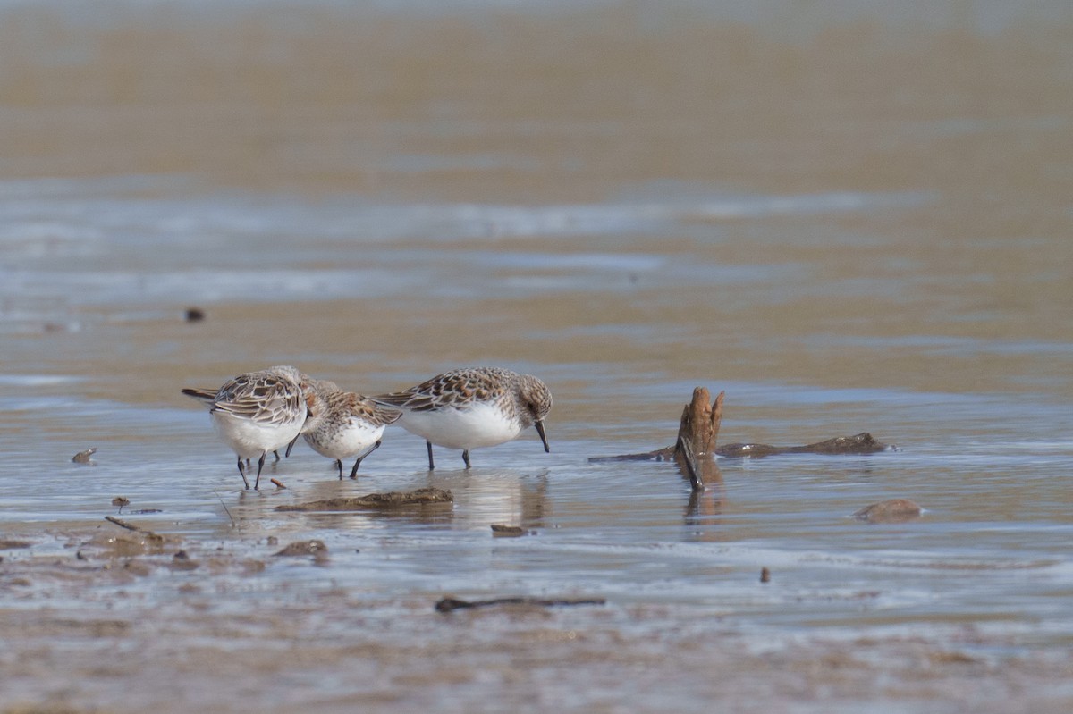 Sanderling - ML618375655