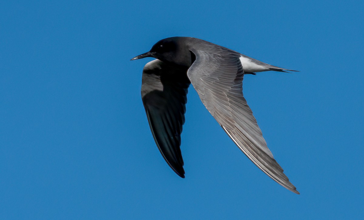 Black Tern - ML618375664