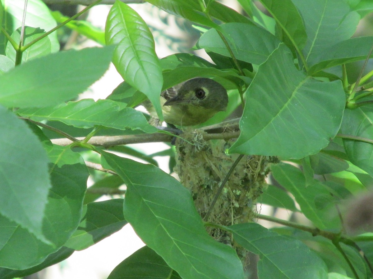 Cuban Vireo - Carlos Hernández Peraza