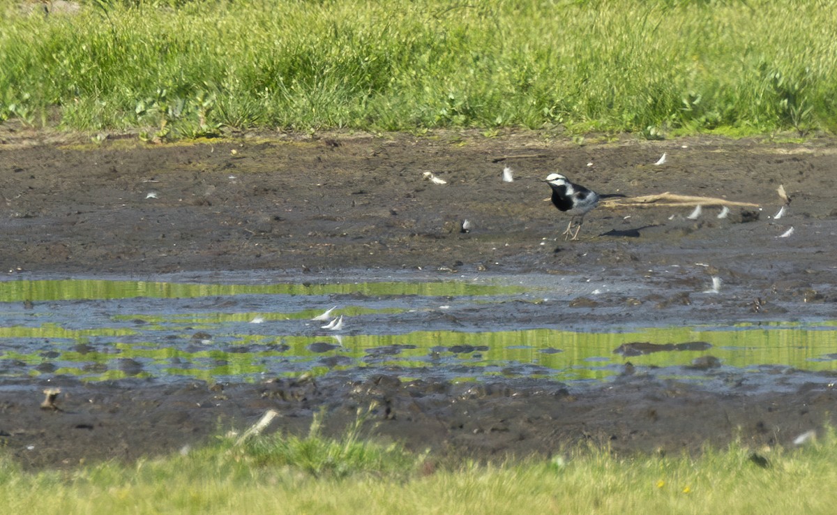 White Wagtail (Black-backed) - Connor Cochrane