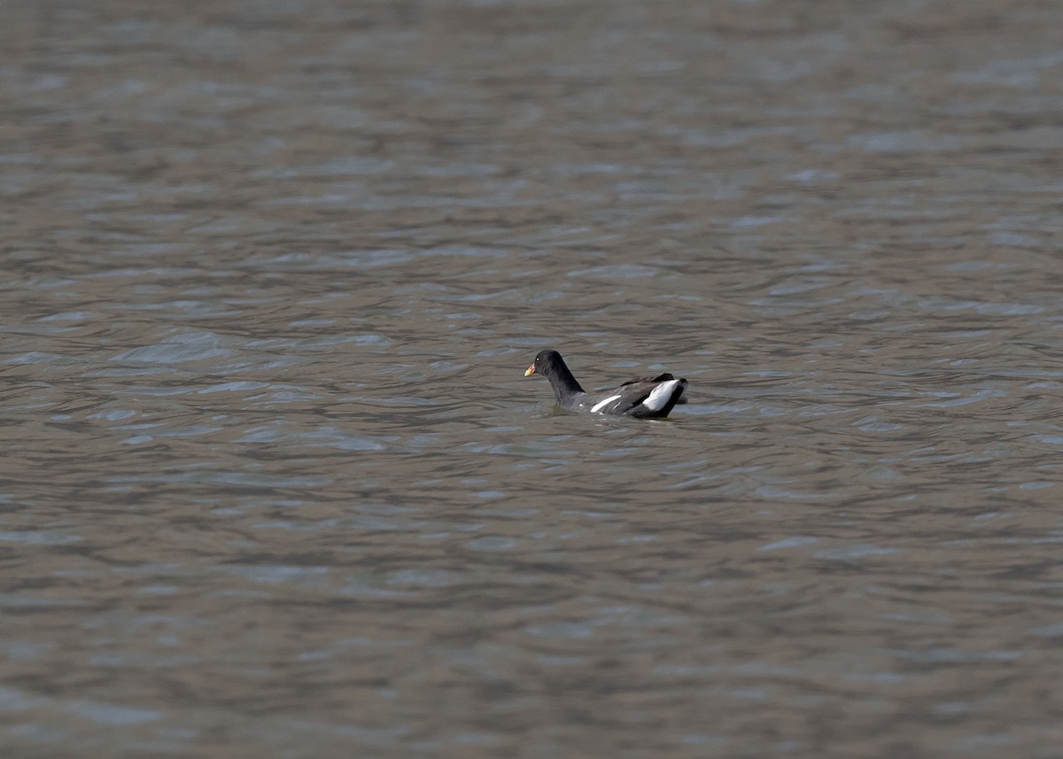 Common Gallinule - ML618375673