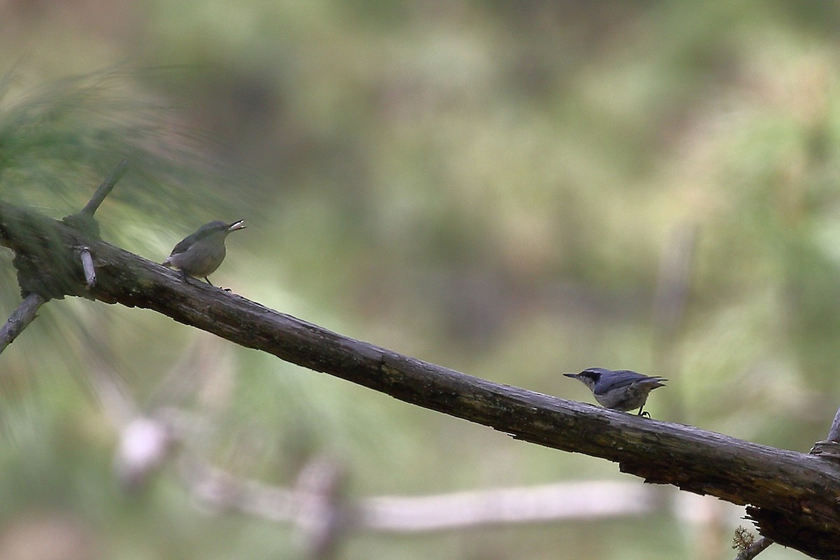 Yunnan Nuthatch - ML618375684