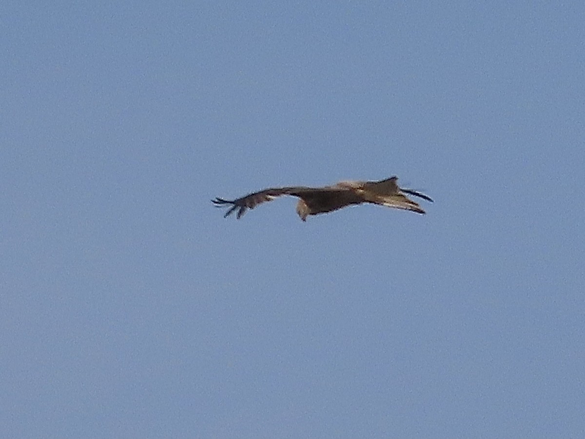 Red Kite - christopher stuart elmer