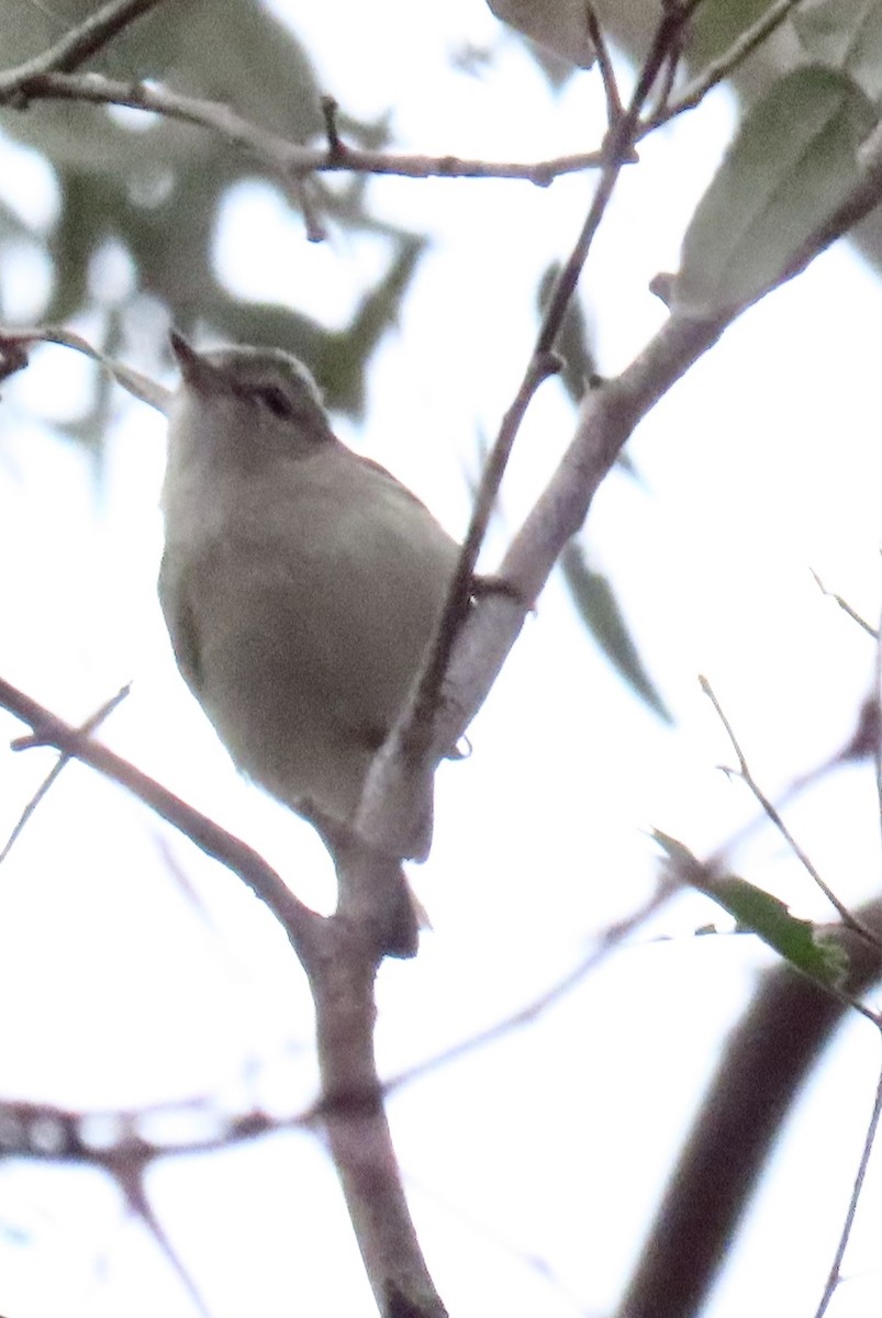 Warbling Vireo - Nancy Salem