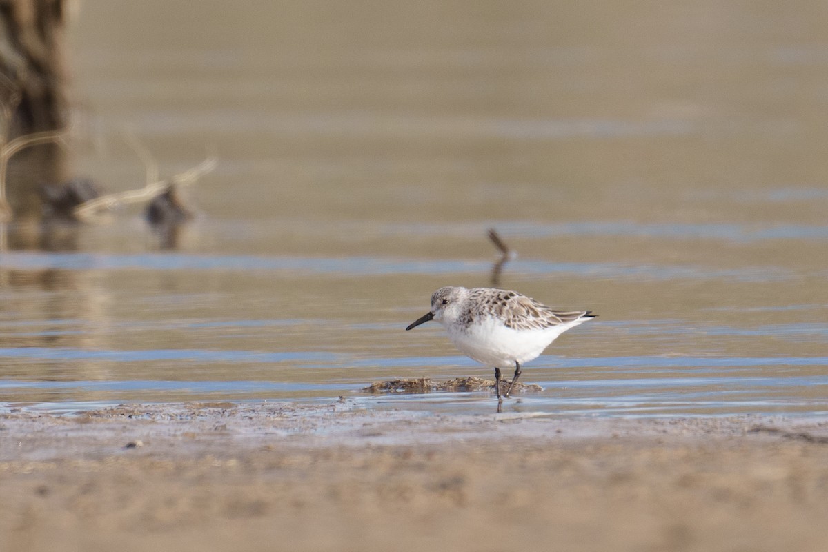 Bécasseau sanderling - ML618375755