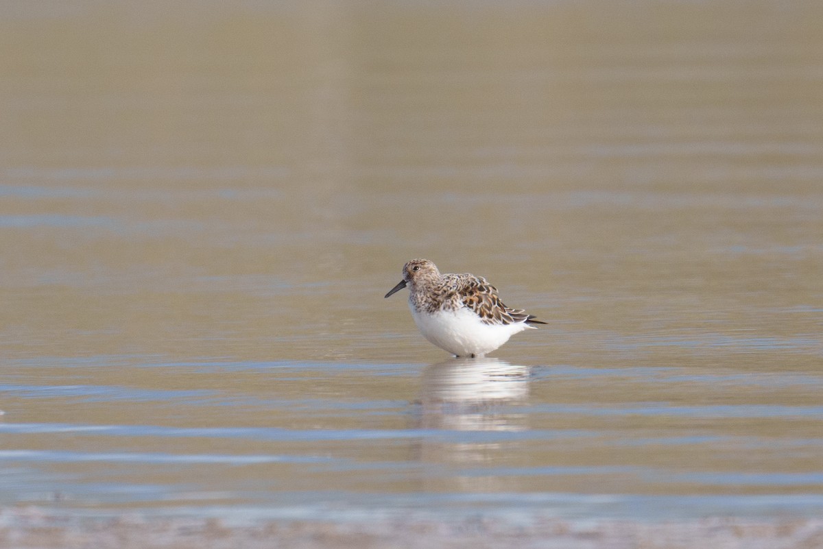 Bécasseau sanderling - ML618375758