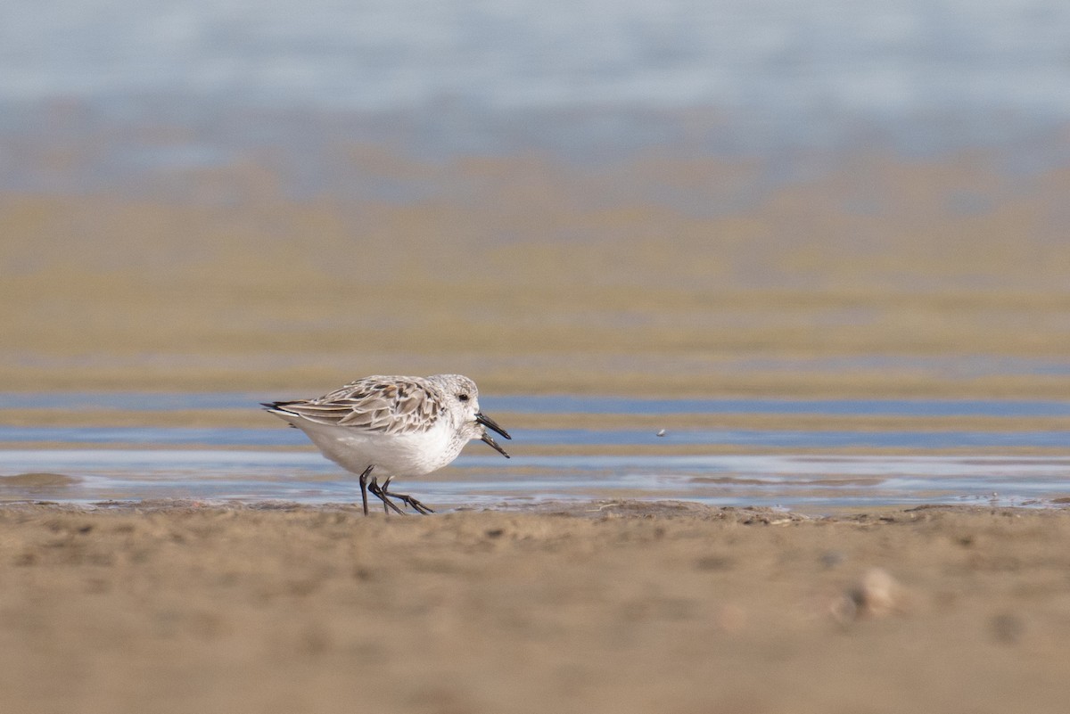 Bécasseau sanderling - ML618375759