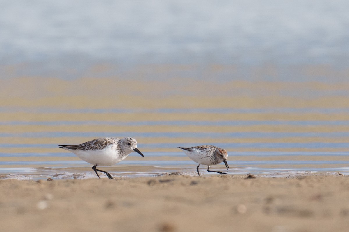 Sanderling - ML618375760