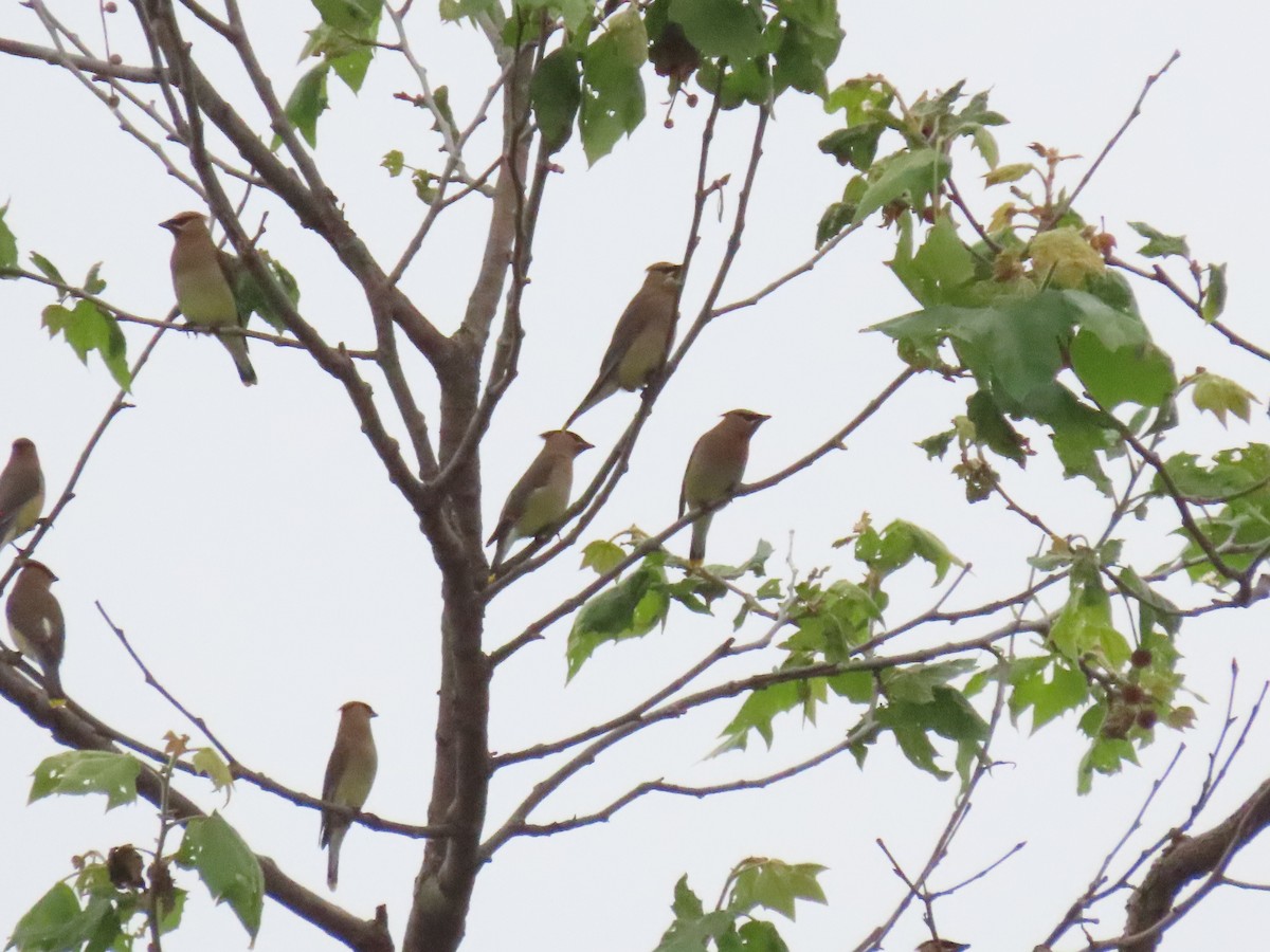 Cedar Waxwing - ML618375767