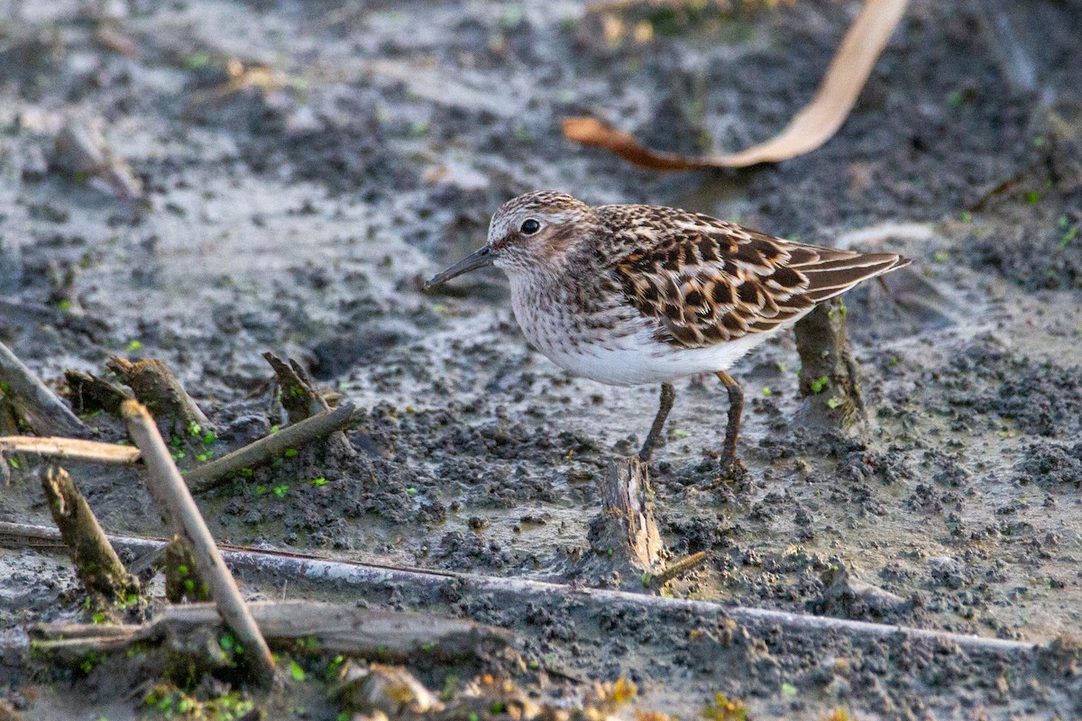 Least Sandpiper - ML618375786