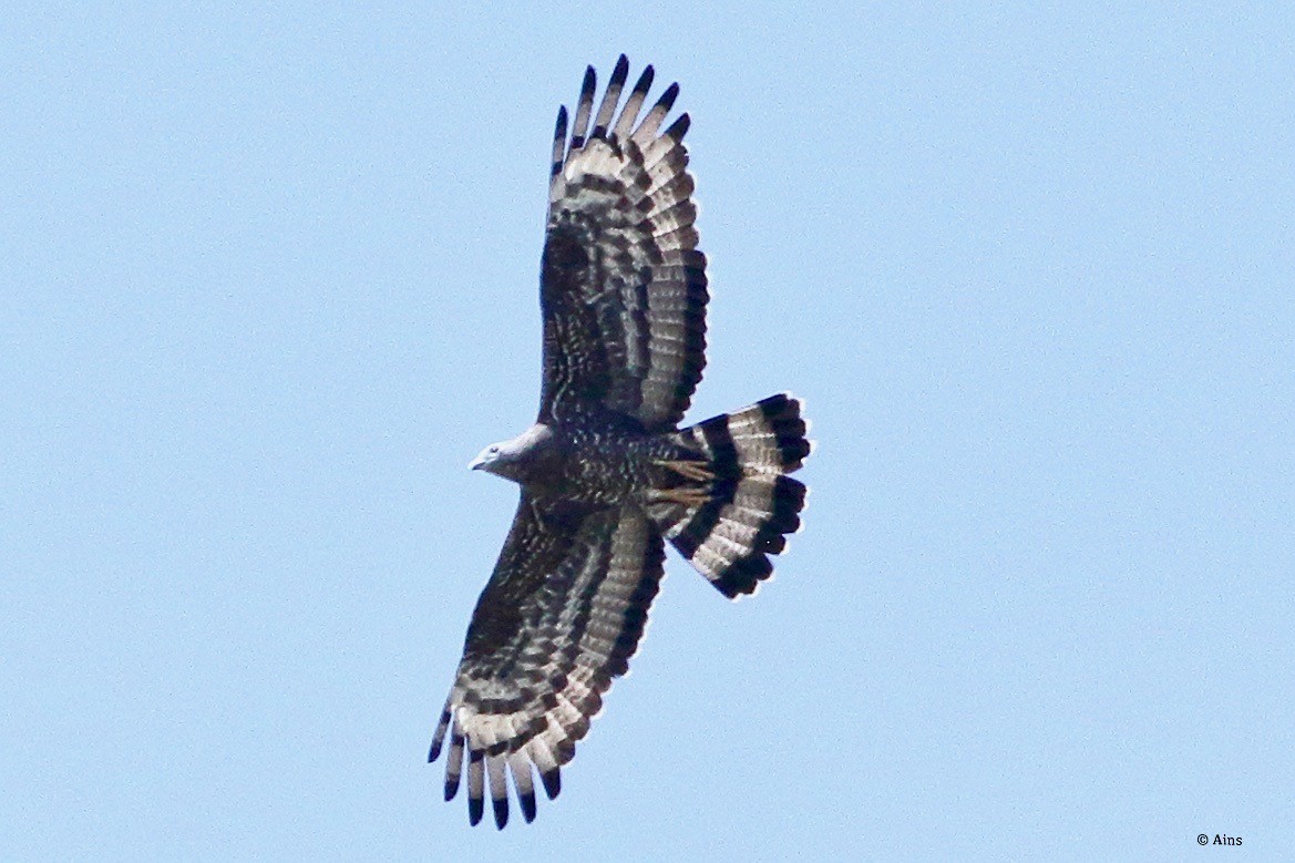 Oriental Honey-buzzard - ML618375805