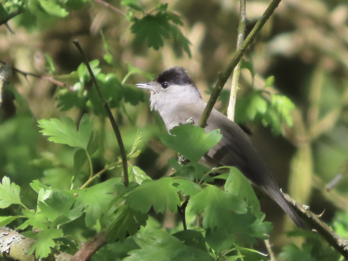 Eurasian Blackcap - ML618375823