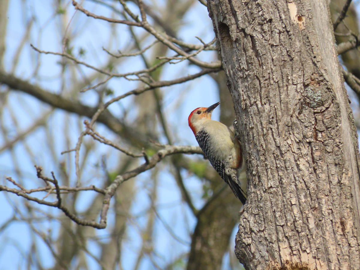 Red-bellied Woodpecker - ML618375826