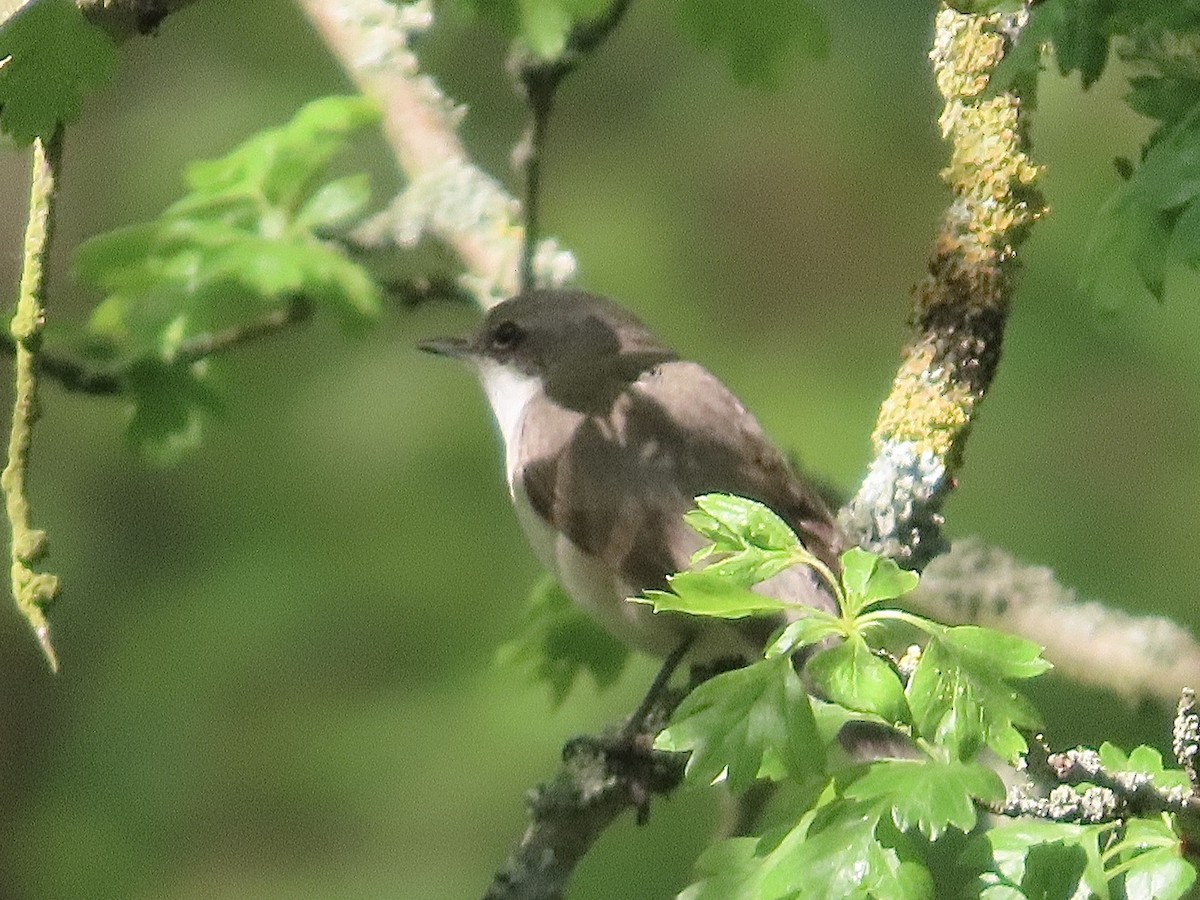 Lesser Whitethroat - ML618375835