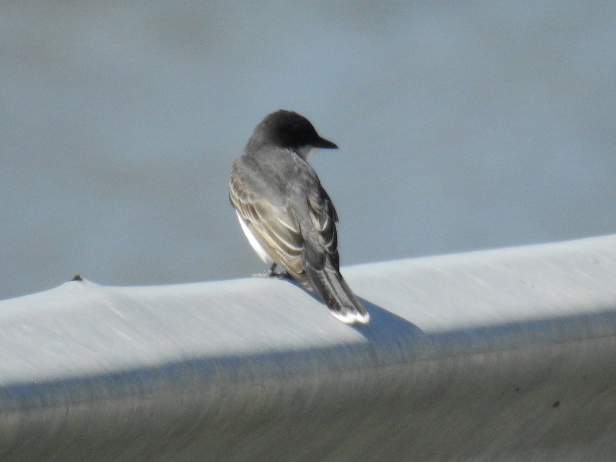 Eastern Kingbird - ML618375852