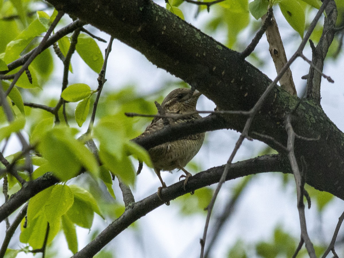 Eurasian Wryneck - ML618375861