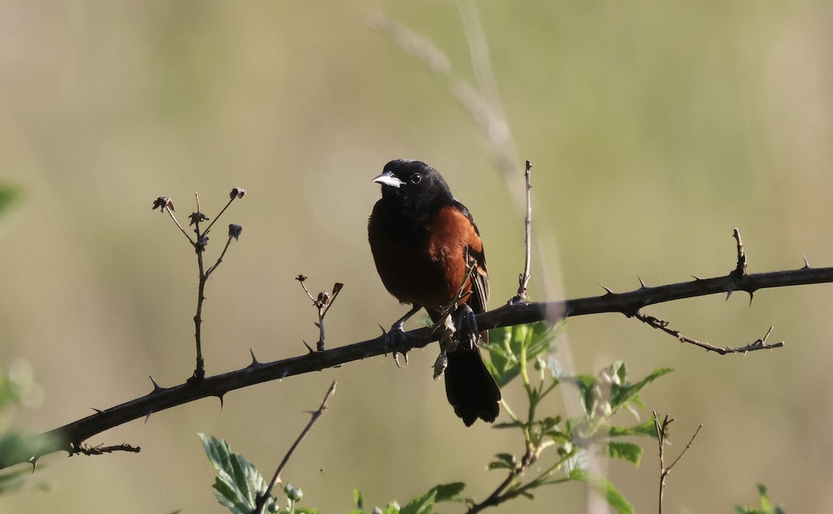 Orchard Oriole - ML618375870