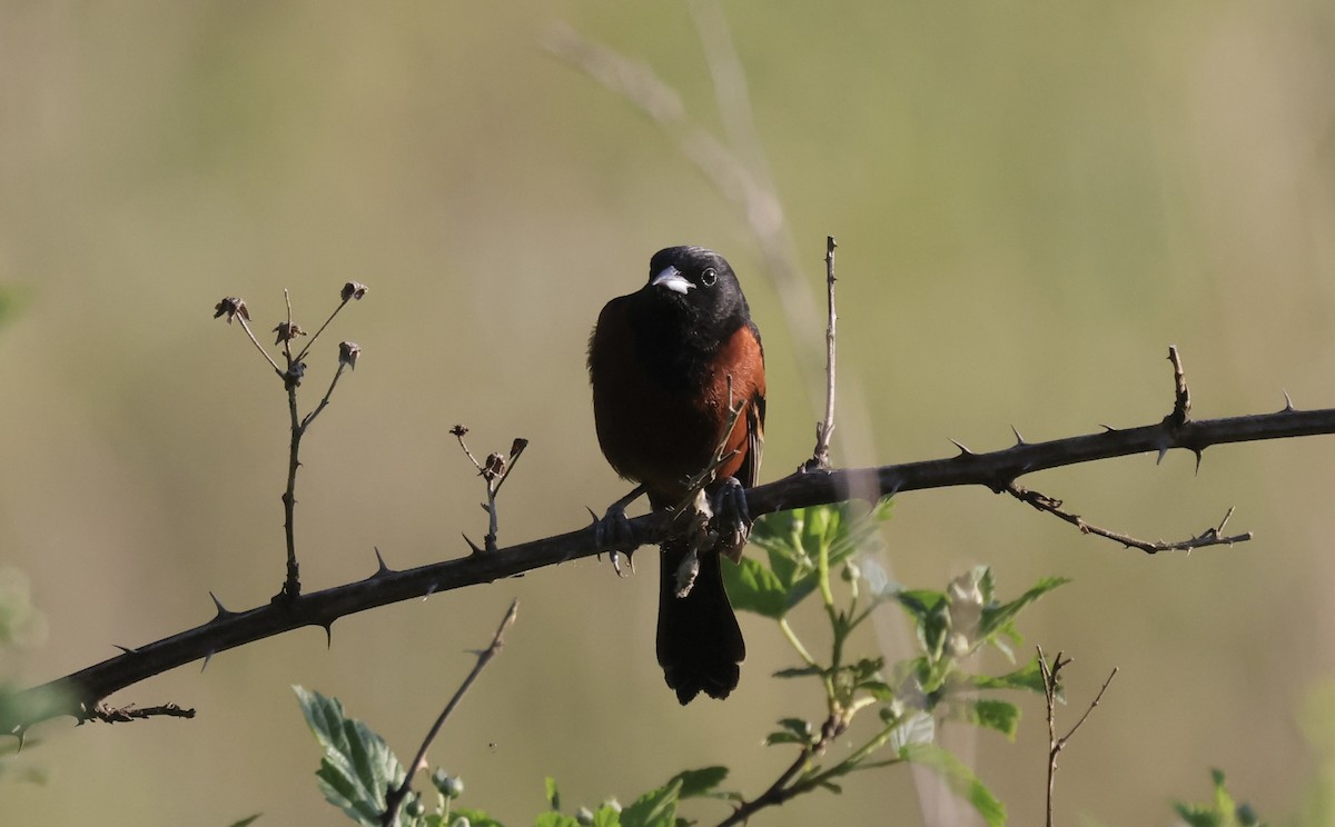 Orchard Oriole - ML618375871